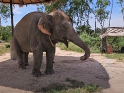 Pattaya Elephant